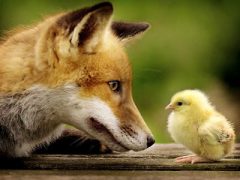 fox-and-chick