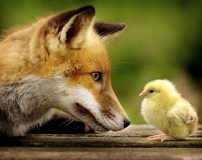 fox-and-chick