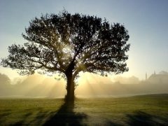 cropped-backlit-tree-sunlight_23017_600x450